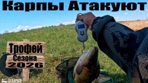 Вот это клёв!!! Карпы гнут удочки, рыбалка на платнике 2026
