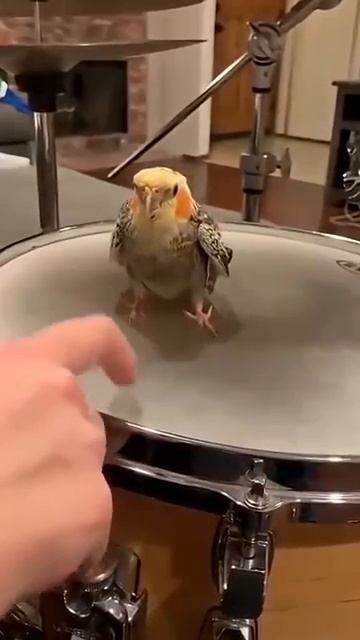 When You Have A Parrotparrot Parrotlove Funnyvideo Fyp Funny
