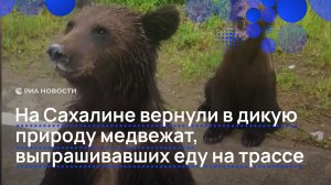 На Сахалине вернули в дикую природу медвежат, выпрашивавших еду на трассе