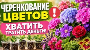 15 многолетников, которые нужно черенковать в ИЮЛЕ!