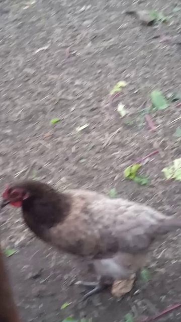 курицы, 🐔🐣