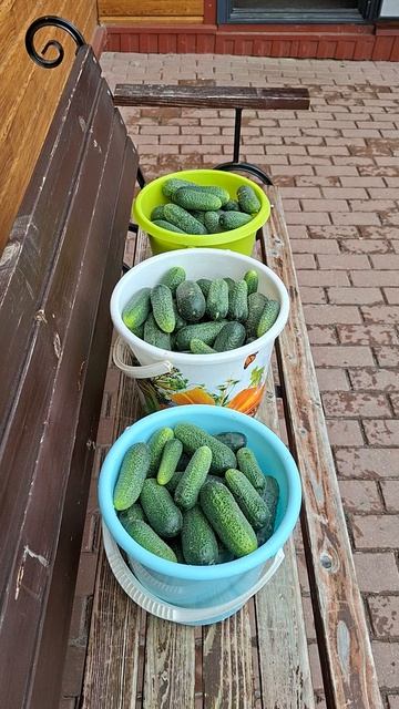 Урожай огурцов #огурцы #огурцывтеплице #теплица #теплицаурожай #теплицаизполикарбоната #огурчики