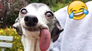 Приколы с животными🤗 Смешные видео про животных 🤗СМЕШНОЕ ВИДЕО😍 Наши любимые смешные животные