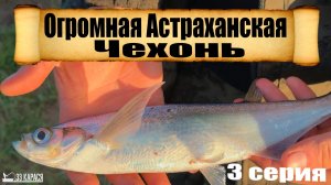 Рыбалка в Астрахани третья серия на чехонь #топ #астрахань #рыбалка #33карася