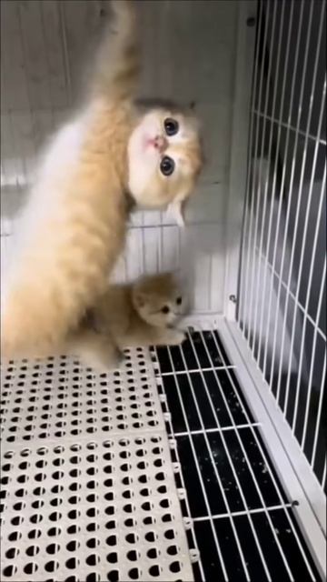 прикольное видео с котиками