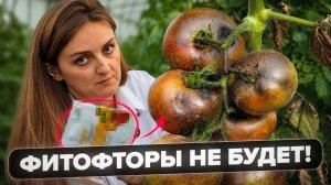 ПРОФИЛАКТИКА КЛАДОСПОРИОЗА И ФИТОФТОРОЗА НА ТОМАТАХ
