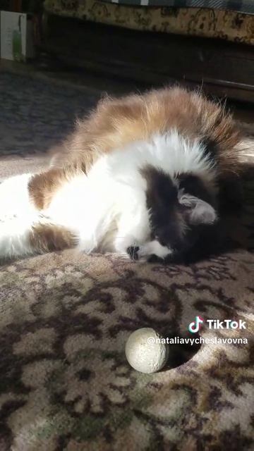 Муся-игруся...)))