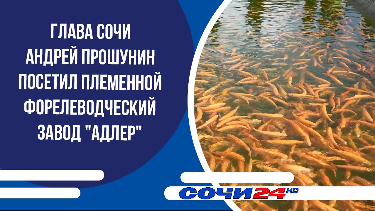 Глава Сочи Андрей Прошунин посетил племенной форелеводческий завод "Адлер" смотреть онлайн