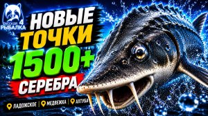 🤑 НОВЫЕ ТОЧКИ для ФАРМА РР4! 1500+ Фарм СЕРЕБРА в Русской Рыбалке 4! ЛАДОЖСКОЕ • МЕДВЕЖКА • АХТУБА