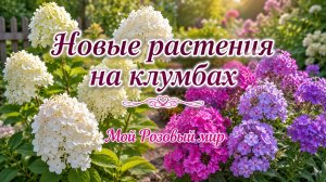 Мои новые растения, посадка осень 25-го, весна 26 года.