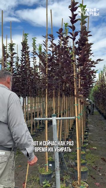 Полезные советы от ″ЁЛЫ-ПАЛЫ″