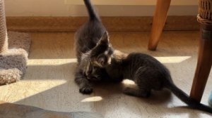 Дневник котят Барсика и Мани «Каша-мала!» 16-07-2026