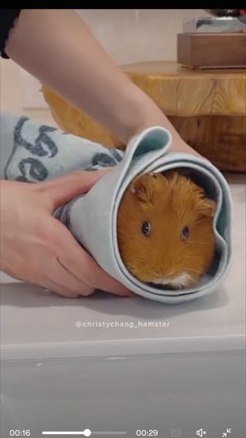 отомстил София хахахаха