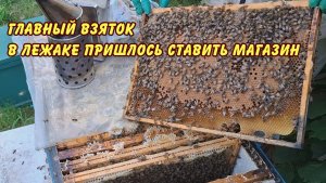 пчеловодство, главный взятов в лежаке пришлось ставить магазин  2025