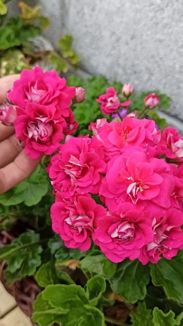 ПЕЛАРГОНИЯ Ю КАТЕРИНА #пелагониисортовые #юкатерина #сортовыепеларгонии #юсорта