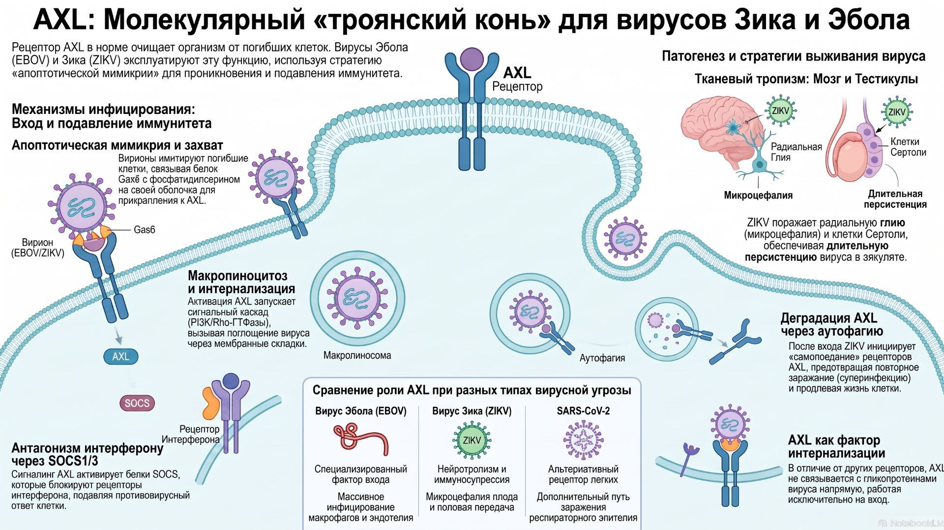 Как вирусы Эбола и Зика обманывают рецептор тирозинкиназы AXL