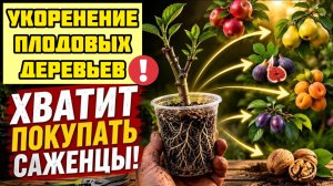 Хватит покупать саженцы! Как укоренить нектарин, персик, яблоню, грушу и еще 12 деревьев из ветки!