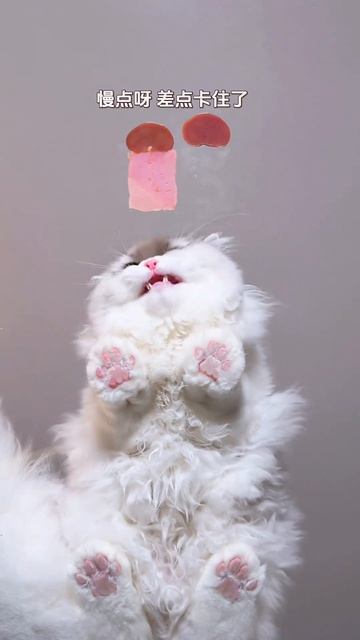 кот кушает
