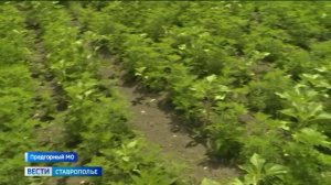 Аллергиков. ждут непростые времена