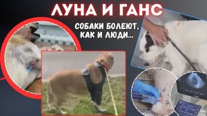 Он терпит боль и ждет помощи. Спасаем Ганса