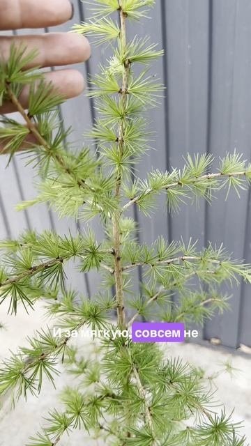 Кто вообще покупает хвойное дерево которое каждую осень «лысеет»? смотреть онлайн