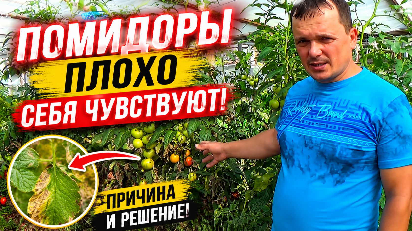 ЖАРА И ПОМИДОРЫ ПЛОХО СЕБЯ ЧУВСТВУЮТ? СДЕЛАЙТЕ ЭТО И ВСЁ БУДЕТ ХОРОШО!!! смотреть онлайн