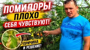 ЖАРА И ПОМИДОРЫ ПЛОХО СЕБЯ ЧУВСТВУЮТ? СДЕЛАЙТЕ ЭТО И ВСЁ БУДЕТ ХОРОШО!!!