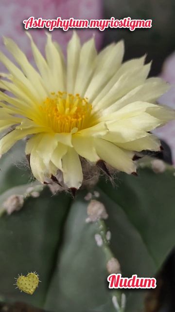 Astrophytum Myriostigma