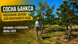 Сосна Банкса — идеальное дерево для небольшого сада