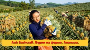 Anh Bushcraft. Будни на ферме. Ананасы на продажу.