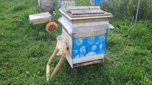 Очередной ребус с расплодом. Что делать с отроившейся семьёй?