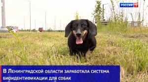 В Ленинградской области заработала система биоидентификации для собак