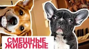 Смешные и забавные животные 😻😺 Лучшие приколы с животными 🐶