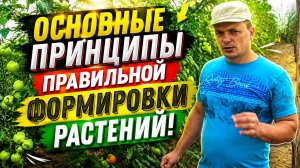 ДЛЯ ЧЕГО И КАК ПРОВОДИМ ФОРМИРОВАНИЕ ТОМАТОВ.
