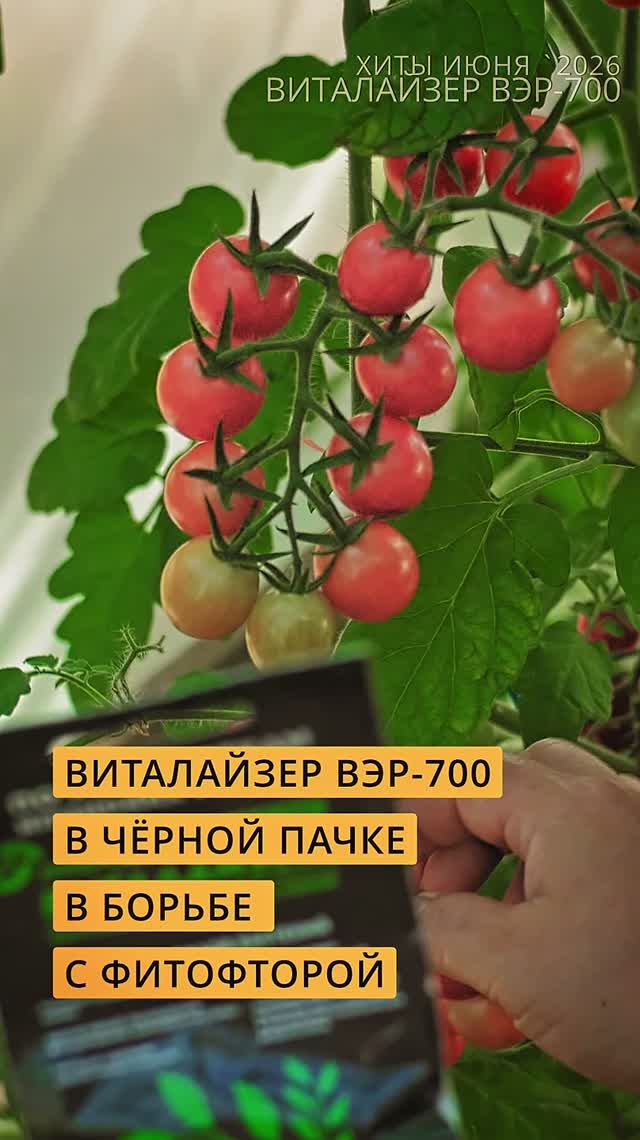 Виталайзер ВЭР-700 - помощник для усиления защиты от фитофторы. #дача #огород #сад #garden #томаты