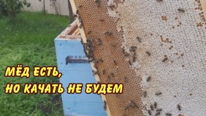 первый мёд не первый мёд качать не будем главный взяток 2024