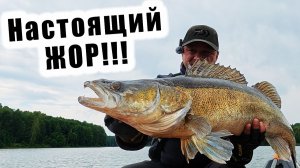 ВОТ ЭТО РЫБАЛКА!!! НАСТОЯЩИЙ КЛЁВ ТРОФЕЙНОГО СУДАКА!!!  Ronin Rush SUPER SONIC GENESIS 15-60гр.