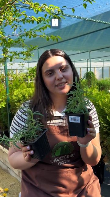 5 растений для балкона 🌿