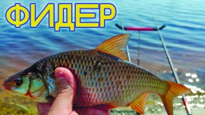 СОРОГА на фидер. Рыбалка на Иртыше.