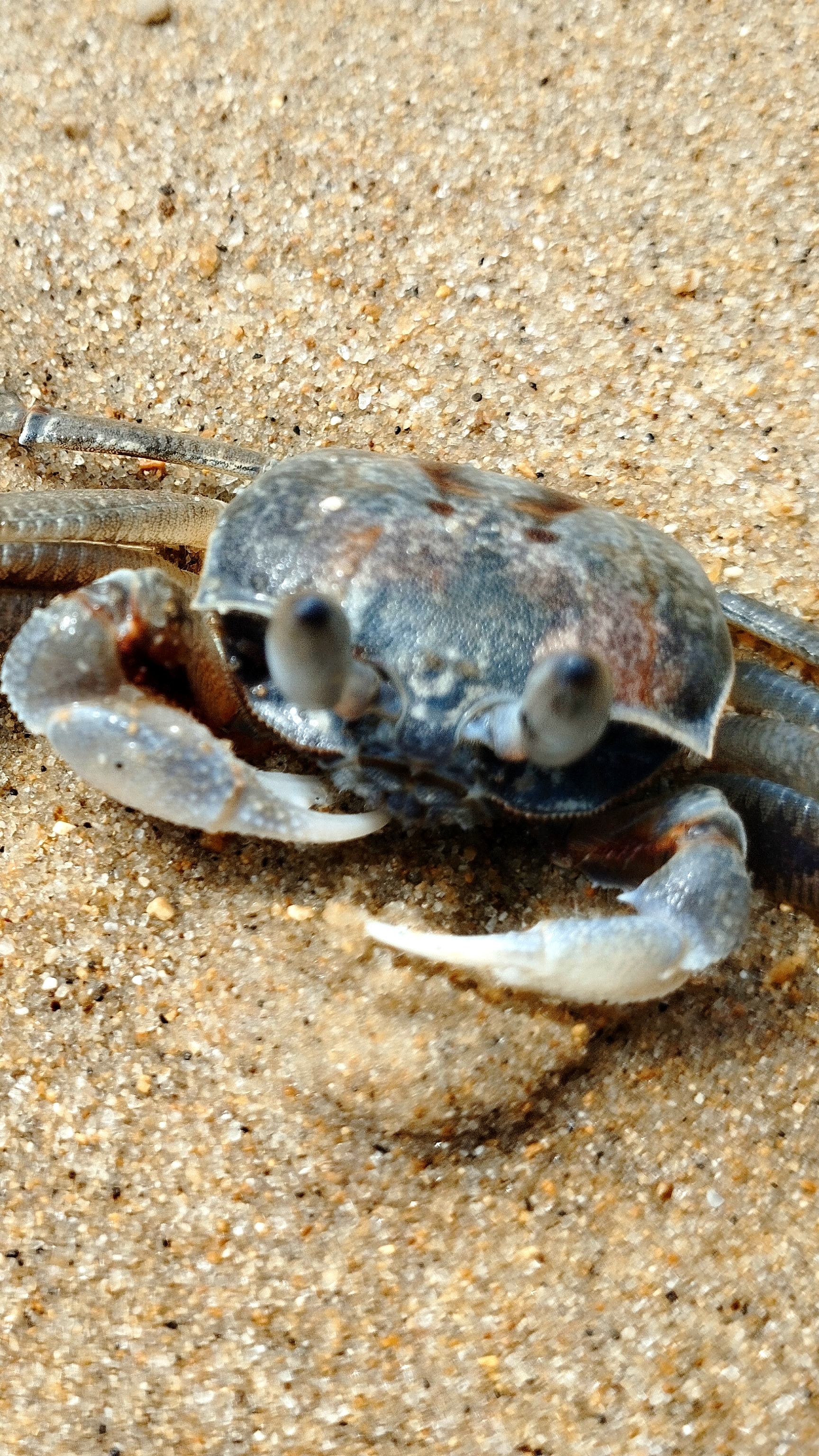 Крабик 🦀