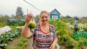Так рада! Первый раз вырастила / Дождь мешал работать