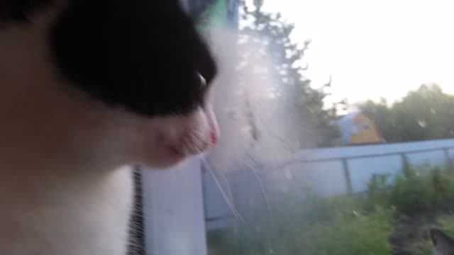 КОШКИ и КОТЫ !!!!Кот пришел на свидание, его послали обратно..... смотреть онлайн