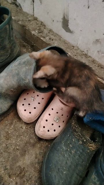 Котятки