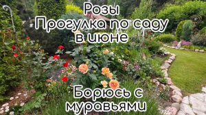 Розы. Прогулка по саду в июне. Борюсь с муравьями