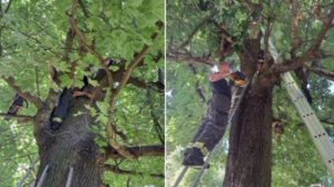 Мужчина провалился в дупло под Петербургом и просидел там больше суток.