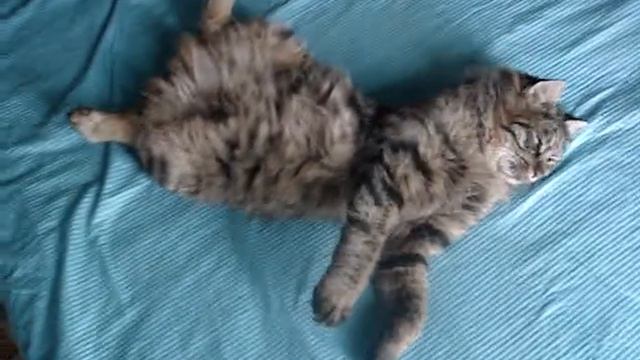 Невероятно классный кот! Курильский бобтейл...