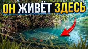 95% РЫБАКОВ НЕ ЗНАЮТ ГДЕ СТОИТ ГОЛАВЛЬ 🐟 КАК ЕГО НАЙТИ И ПОЙМАТЬ