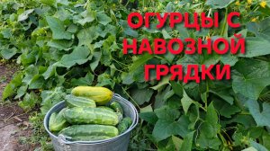 На этой грядке самый высокий урожай огурцов