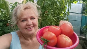 Обзор теплицы в середине лета.