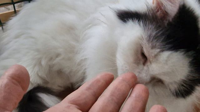 КОТ КУЗЯ СПИТ🫠💋👋 смотреть онлайн